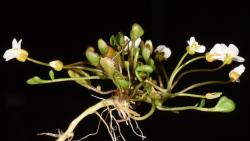 Cardamine reptans. Plant with rosette leaves and inflorescences.
 Image: P.B. Heenan © Landcare Research 2019 CC BY 3.0 NZ